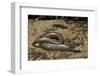 Anguis Fragilis (Slow Worm)-Paul Starosta-Framed Photographic Print