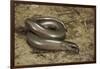 Anguis Fragilis (Slow Worm)-Paul Starosta-Framed Photographic Print