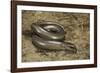 Anguis Fragilis (Slow Worm)-Paul Starosta-Framed Photographic Print