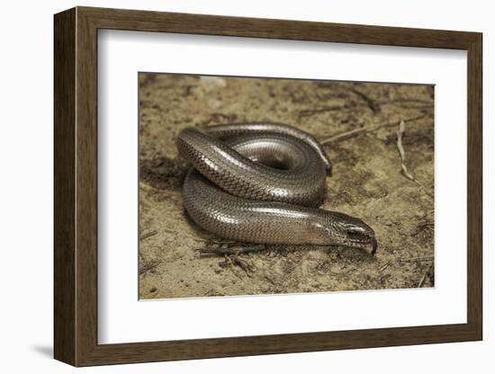 Anguis Fragilis (Slow Worm)-Paul Starosta-Framed Photographic Print