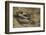 Anguis Fragilis (Slow Worm)-Paul Starosta-Framed Photographic Print