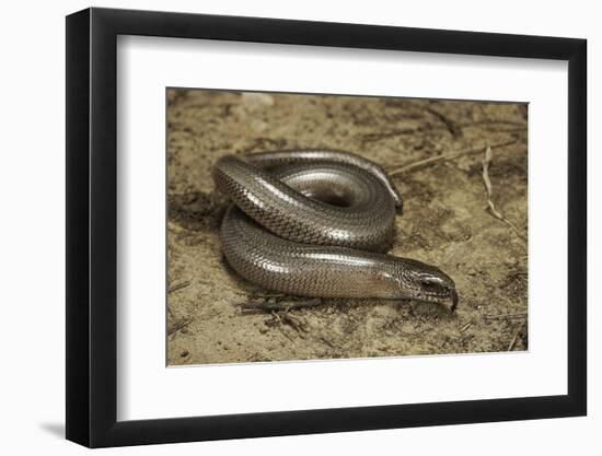 Anguis Fragilis (Slow Worm)-Paul Starosta-Framed Photographic Print