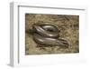 Anguis Fragilis (Slow Worm)-Paul Starosta-Framed Photographic Print