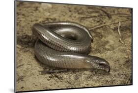 Anguis Fragilis (Slow Worm)-Paul Starosta-Mounted Photographic Print