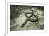 Anguis Fragilis (Slow Worm)-Paul Starosta-Framed Photographic Print