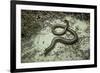 Anguis Fragilis (Slow Worm)-Paul Starosta-Framed Photographic Print