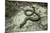 Anguis Fragilis (Slow Worm)-Paul Starosta-Mounted Photographic Print