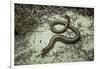 Anguis Fragilis (Slow Worm)-Paul Starosta-Framed Photographic Print