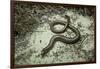 Anguis Fragilis (Slow Worm)-Paul Starosta-Framed Photographic Print