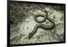 Anguis Fragilis (Slow Worm)-Paul Starosta-Framed Photographic Print