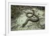 Anguis Fragilis (Slow Worm)-Paul Starosta-Framed Photographic Print