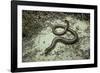 Anguis Fragilis (Slow Worm)-Paul Starosta-Framed Photographic Print