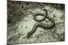 Anguis Fragilis (Slow Worm)-Paul Starosta-Mounted Photographic Print