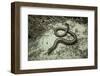 Anguis Fragilis (Slow Worm)-Paul Starosta-Framed Photographic Print