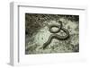 Anguis Fragilis (Slow Worm)-Paul Starosta-Framed Photographic Print