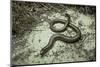 Anguis Fragilis (Slow Worm)-Paul Starosta-Mounted Photographic Print