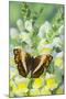 Angular Glider Butterfly Originating from Cymothoe Theobene-Darrell Gulin-Mounted Photographic Print