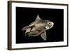 Angular Roughshark (Oxynotus Centrina) A Deepsea Species Living At 80-300M Depth-Jordi Chias-Framed Photographic Print