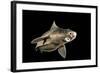 Angular Roughshark (Oxynotus Centrina) A Deepsea Species Living At 80-300M Depth-Jordi Chias-Framed Photographic Print