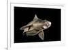 Angular Roughshark (Oxynotus Centrina) A Deepsea Species Living At 80-300M Depth-Jordi Chias-Framed Photographic Print