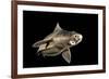 Angular Roughshark (Oxynotus Centrina) A Deepsea Species Living At 80-300M Depth-Jordi Chias-Framed Photographic Print