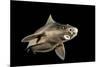 Angular Roughshark (Oxynotus Centrina) A Deepsea Species Living At 80-300M Depth-Jordi Chias-Mounted Photographic Print