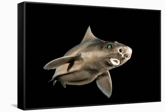 Angular Roughshark (Oxynotus Centrina) A Deepsea Species Living At 80-300M Depth-Jordi Chias-Framed Stretched Canvas