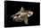 Angular Roughshark (Oxynotus Centrina) A Deepsea Species Living At 80-300M Depth-Jordi Chias-Framed Stretched Canvas