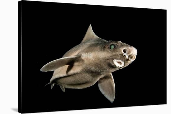 Angular Roughshark (Oxynotus Centrina) A Deepsea Species Living At 80-300M Depth-Jordi Chias-Stretched Canvas