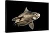 Angular Roughshark (Oxynotus Centrina) A Deepsea Species Living At 80-300M Depth-Jordi Chias-Stretched Canvas