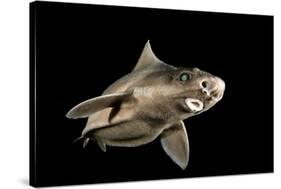 Angular Roughshark (Oxynotus Centrina) A Deepsea Species Living At 80-300M Depth-Jordi Chias-Stretched Canvas