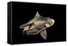 Angular Roughshark (Oxynotus Centrina) A Deepsea Species Living At 80-300M Depth-Jordi Chias-Framed Stretched Canvas