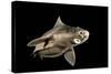 Angular Roughshark (Oxynotus Centrina) A Deepsea Species Living At 80-300M Depth-Jordi Chias-Stretched Canvas