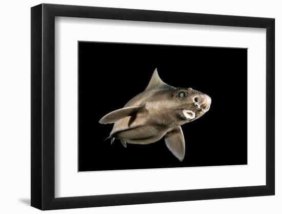 Angular Roughshark (Oxynotus Centrina) A Deepsea Species Living At 80-300M Depth-Jordi Chias-Framed Photographic Print