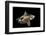 Angular Roughshark (Oxynotus Centrina) A Deepsea Species Living At 80-300M Depth-Jordi Chias-Framed Photographic Print