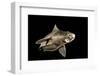 Angular Roughshark (Oxynotus Centrina) A Deepsea Species Living At 80-300M Depth-Jordi Chias-Framed Photographic Print