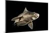 Angular Roughshark (Oxynotus Centrina) A Deepsea Species Living At 80-300M Depth-Jordi Chias-Mounted Photographic Print