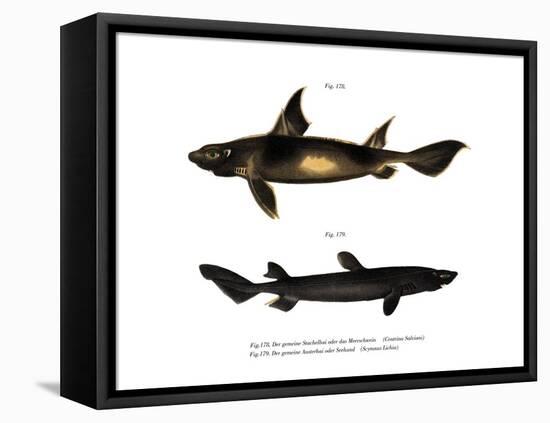 Angular Roughshark-null-Framed Stretched Canvas