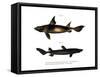 Angular Roughshark-null-Framed Stretched Canvas