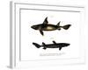 Angular Roughshark-null-Framed Giclee Print