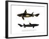 Angular Roughshark-null-Framed Giclee Print