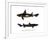 Angular Roughshark-null-Framed Giclee Print