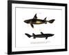 Angular Roughshark-null-Framed Giclee Print