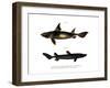 Angular Roughshark-null-Framed Giclee Print