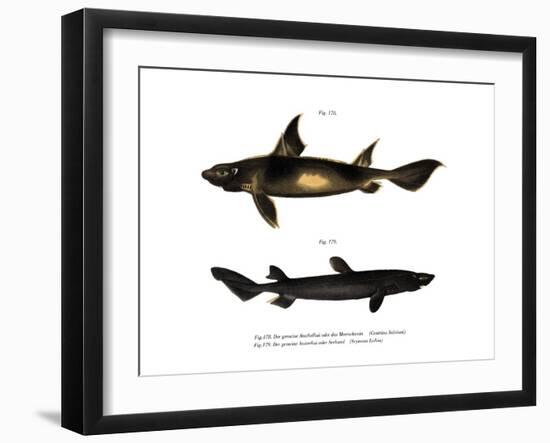 Angular Roughshark-null-Framed Giclee Print