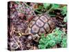 Angulate Tortoise in Flowers, South Africa-Claudia Adams-Stretched Canvas