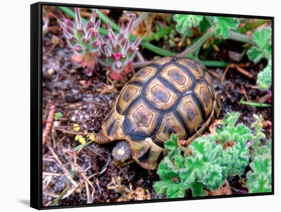 Angulate Tortoise in Flowers, South Africa-Claudia Adams-Framed Stretched Canvas