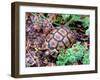 Angulate Tortoise in Flowers, South Africa-Claudia Adams-Framed Premium Photographic Print