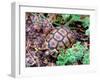 Angulate Tortoise in Flowers, South Africa-Claudia Adams-Framed Premium Photographic Print