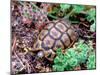 Angulate Tortoise in Flowers, South Africa-Claudia Adams-Mounted Premium Photographic Print